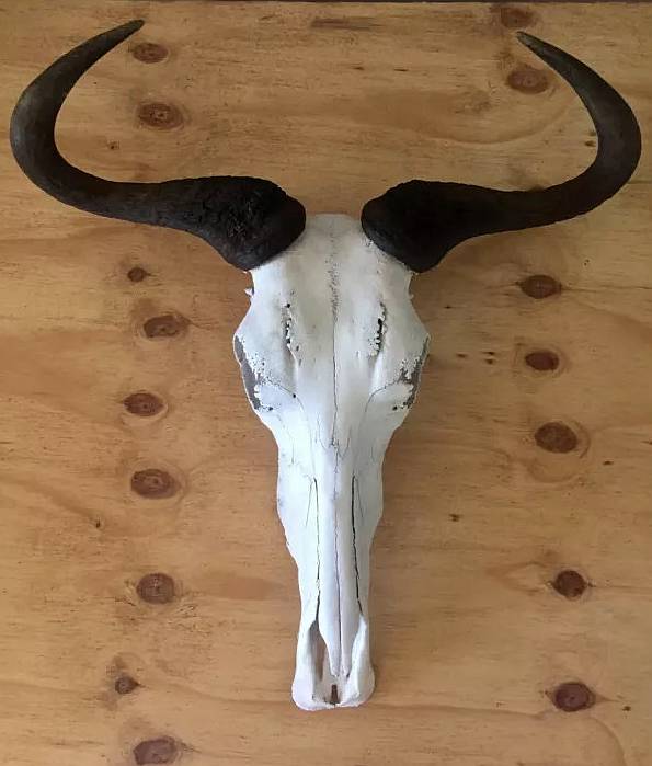 African Blue Wildebeest skull