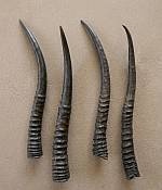 Female Natural Springbok Horns
