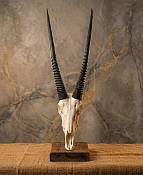  African Gemsbok Horns  Skull