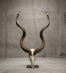 African Kudu Horns  Skull