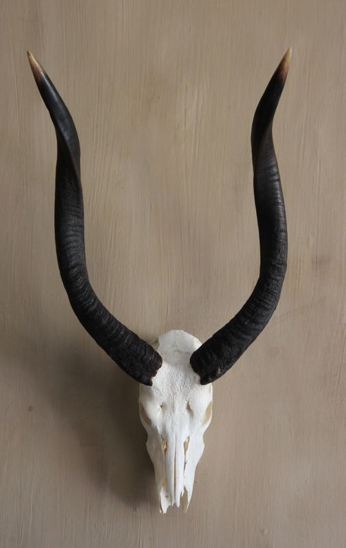 Nyala skull Nyala skull