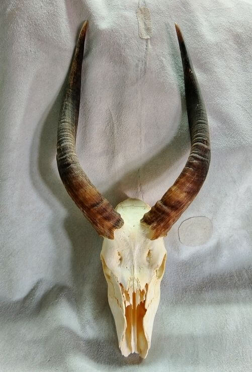 Nyala skullplate Nyala skull plate