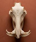 African Warthog Skull  Tusks