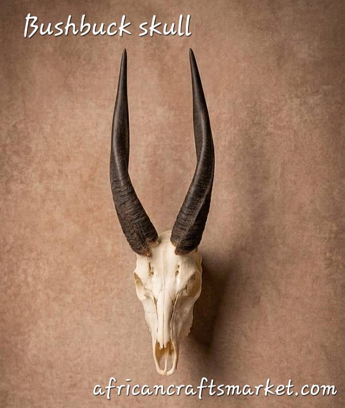 African Bushbuck skull