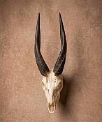 African Bushbuck Skull