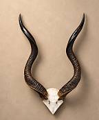 African Kudu Horns  Skull Plate