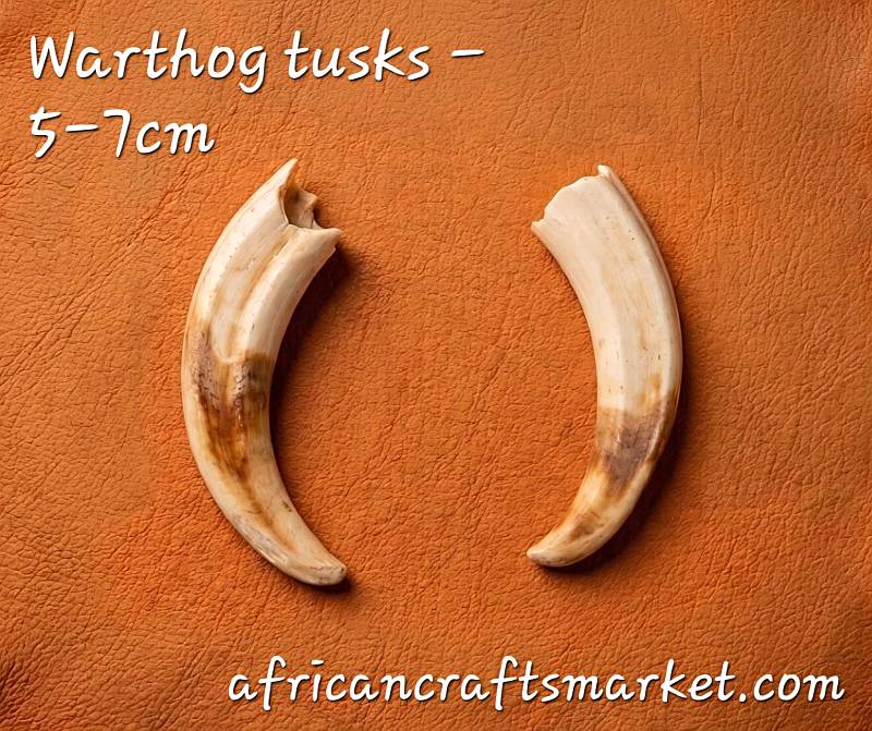 Two authentic African warthog tusks measuring between 5 and 7 centimeters, international shipping for collectors and craft carving