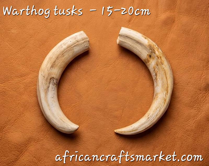 A selection of premium 15 to 20 cm warthog tusks, legally permitted and carefully prepped for international shipping from our export facility in South Africa.
