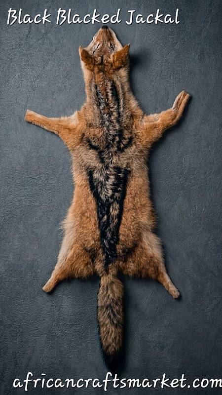 Premium tanned African black-backed jackal hide flat lay displaying the signature silver-flecked black saddle and warm gold fur
