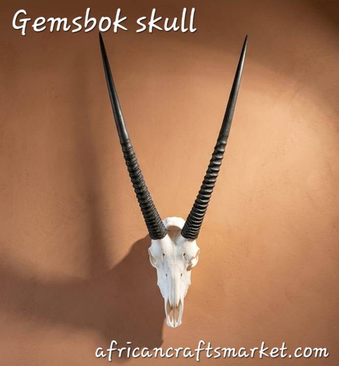Professionally cleaned authentic African gemsbok full skull with long, straight ribbed horns, perfect for high-end wall decor.