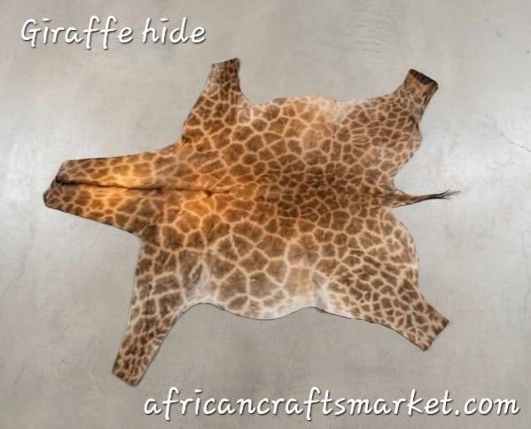 Large premium tanned African giraffe skin hide flat lay showcasing the magnificent, genuine geometric dark chestnut and cream block patterns