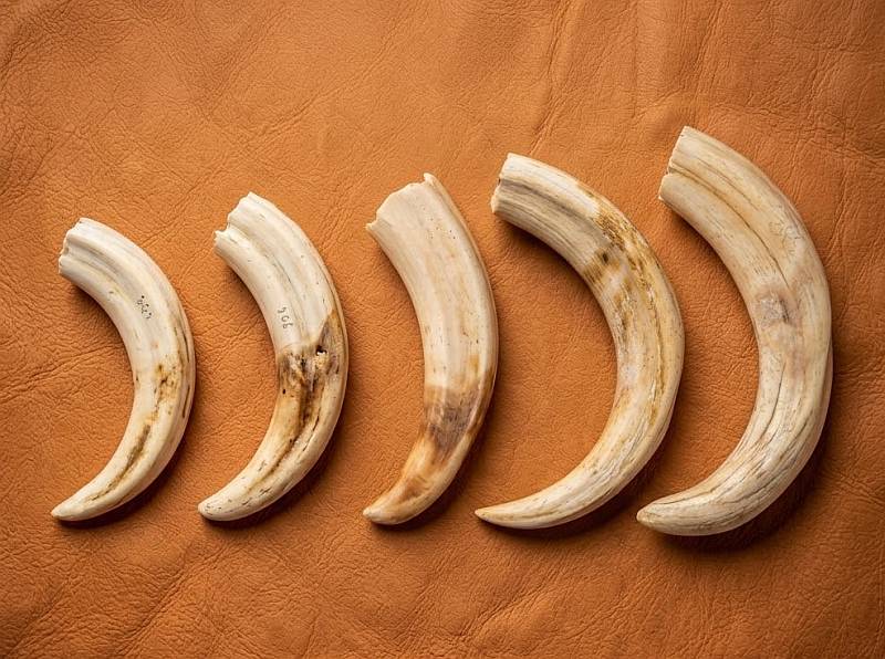 Warthog tusks