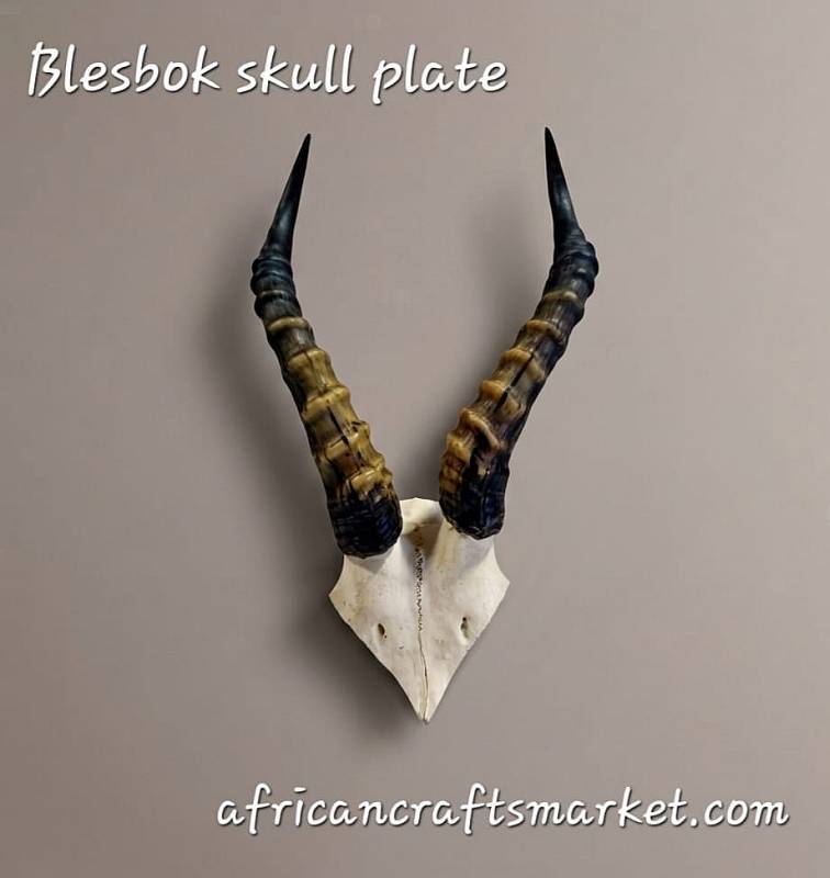 African Blesbuck horn skull plate