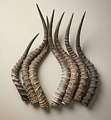 Authentic loose Impala horns sourced from South Africa