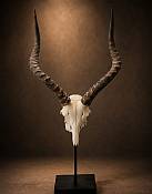 African Impala skull plate