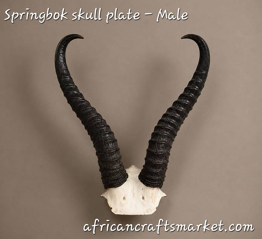 African Springbok horn skull plate