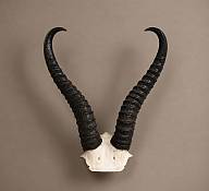 African Springbok Horn Skull Plate