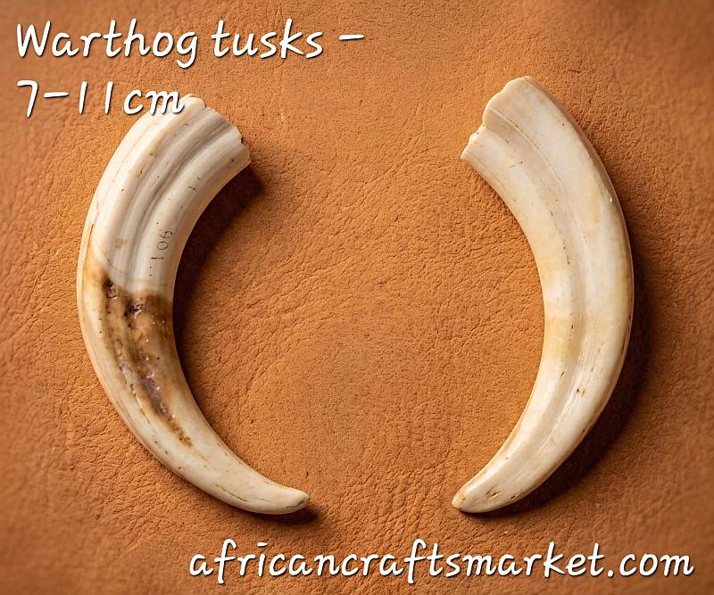 A selection of premium 7-11cm warthog tusks legally sourced from South Africa, ready for international export from our Richards Bay facility