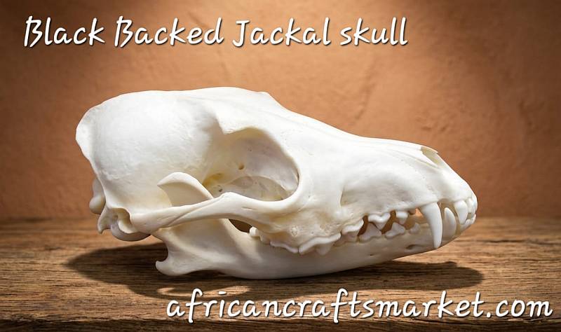 African Black Backed Jackal skull