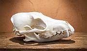 African Black Backed Jackal Skull