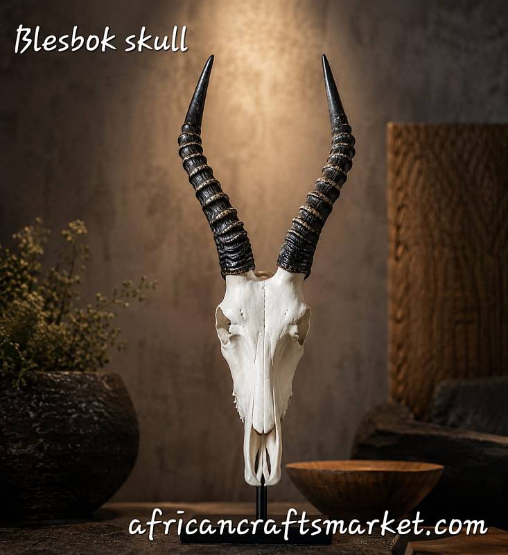 African Blesbok skull