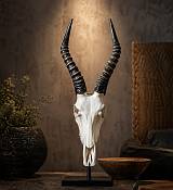 Blesbok Horns  Skull