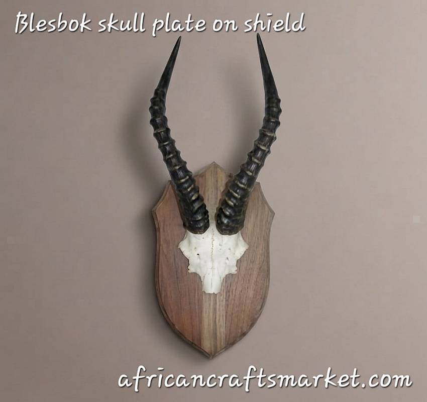African Blesbok horn skull plate on shield