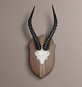 Blesbuck Skull Plate - mounted 