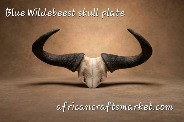 Blue Wildebeest skull plate