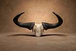 Blue Wildebeest skull plate