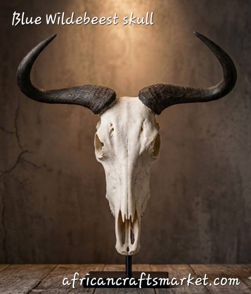 African Blue Wildebeest skull