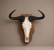 Blue Wildebeest Horn  Skull - mounted