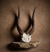 African Bushbuck Horn Skull Plate 