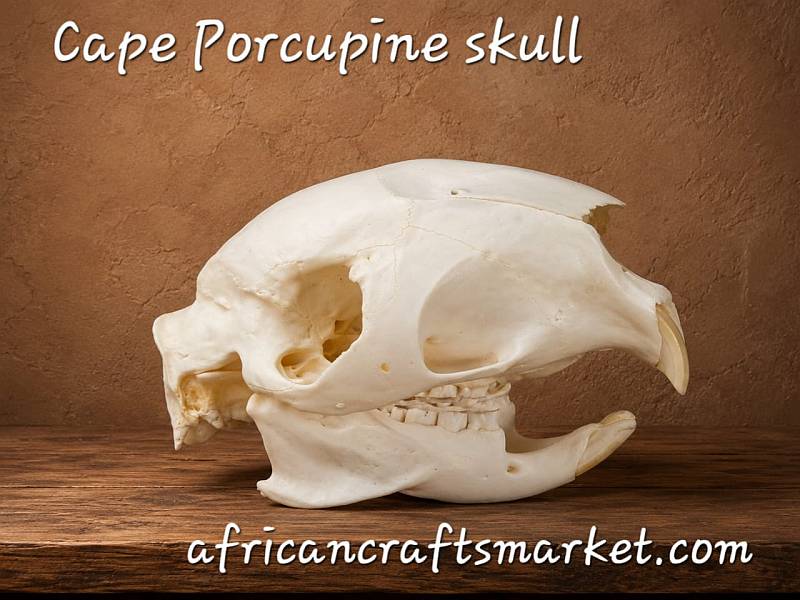 South African porcuioine skull