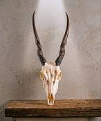 African Eland skull