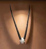 African Gemsbok Horn Skull Plate