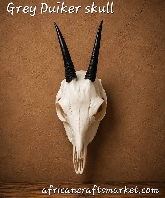 African Grey Duiker skull
