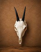 African Duiker Horns  Skull
