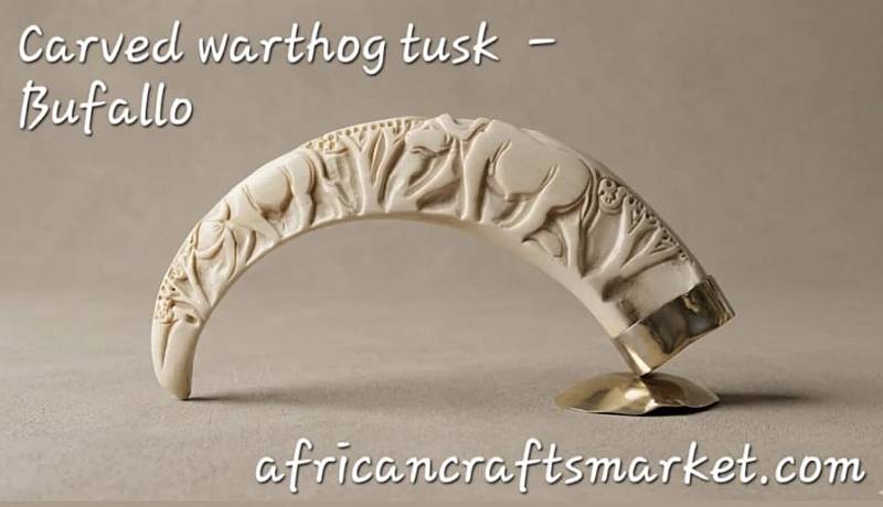 asterfully hand-carved genuine warthog tusk sculpture featuring a detailed relief carving of an African Cape Buffalo