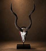 African Kudu Horns  Skull Plate - mounted