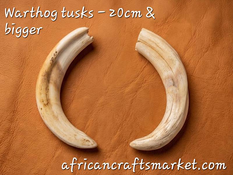 An exceptional set of massive 20cm-plus warthog tusks legally permitted and prepped for international export from our facility in South Africa