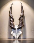 African Eland skull plate male