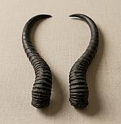 African Natural Springbok Horns
