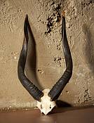 Nyala skull plate