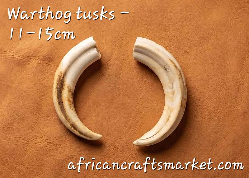 A collection of mid-sized 11 to 15 cm warthog tusks, fully permitted and packed for international delivery from our South African export hub