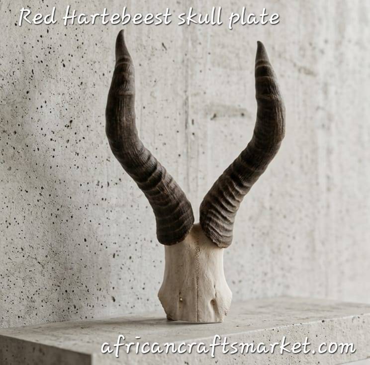 African Red Hartebeet skull plate