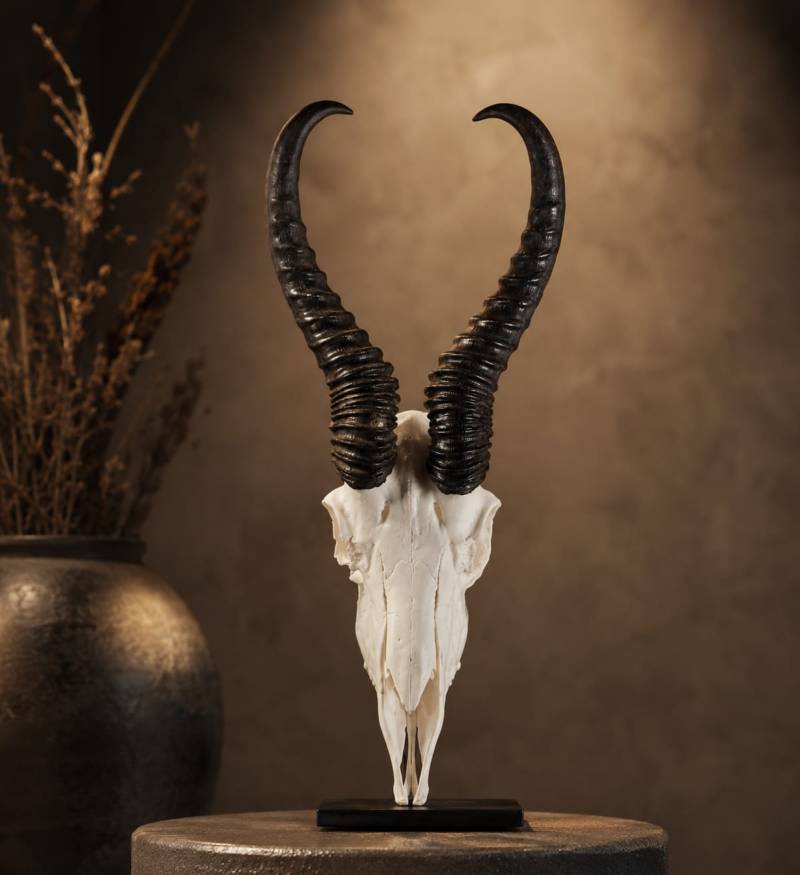 African Springbok Horn Skull 