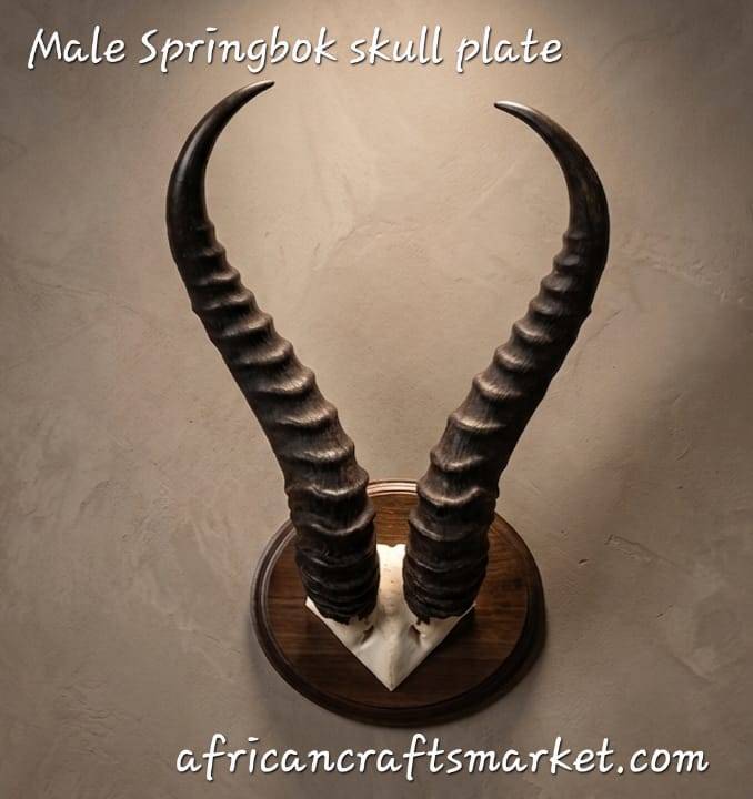 African Springbok horn skull plate on shield