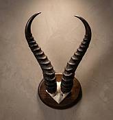 Springbok Horn Skull Plate - mounted
