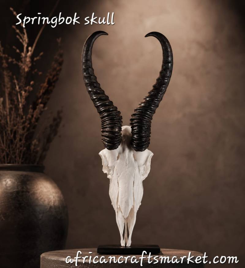Springbok skull  horns